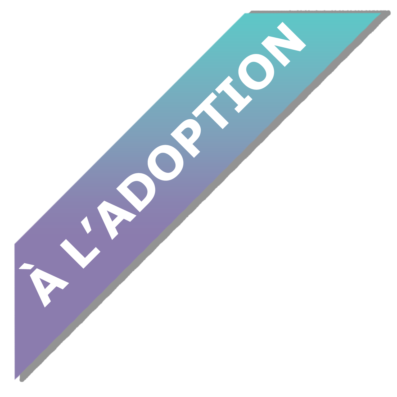 À l’adoption