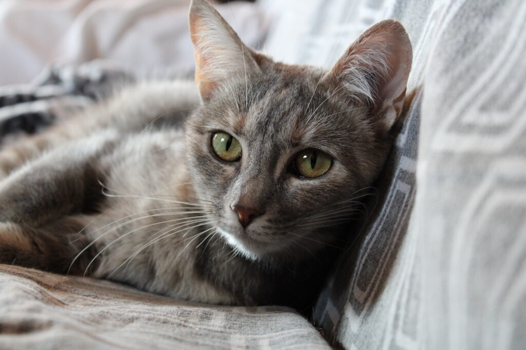 Ramya une de nos adoptés